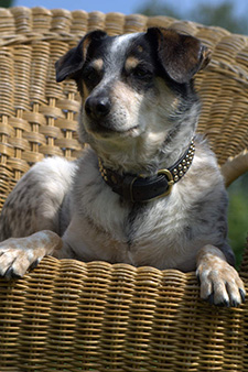 O&acute; Malley