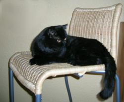 Tibor